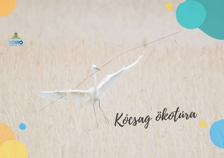 Kócsag ökotúra lesz szerdán délután a  Sóstó Természetvédelmi Területen